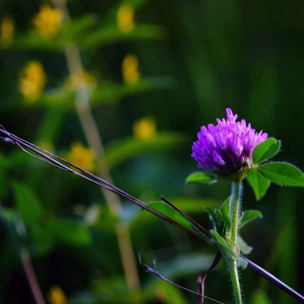 Trifolium repens