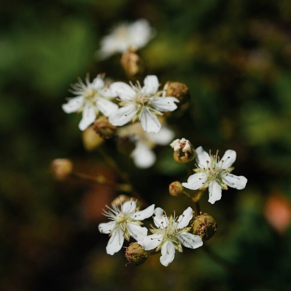 Rubus sp.